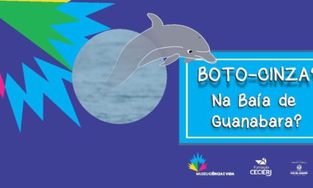 Botos-cinza? E na Baía de Guanabara?